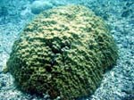 katamari_coral