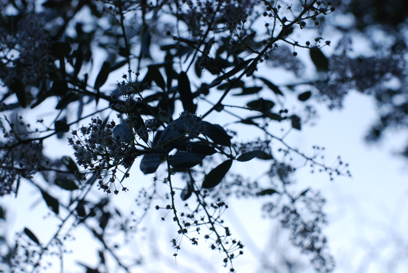 DSC_1079