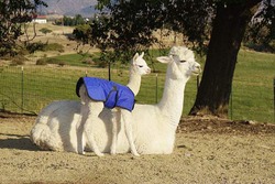 two alpacas